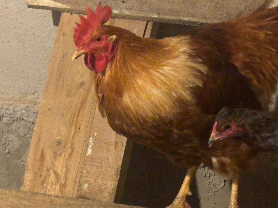 Продажа Петуха,Курицу