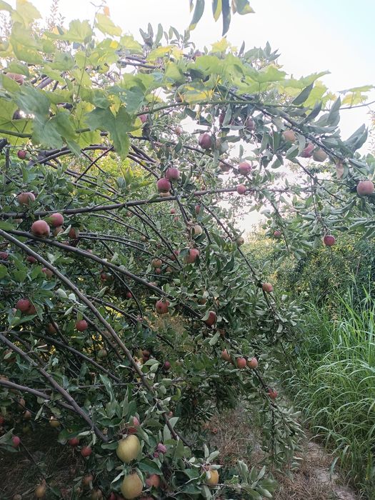 Жаннат олма (Крепсон) нави Семерянка олма нави