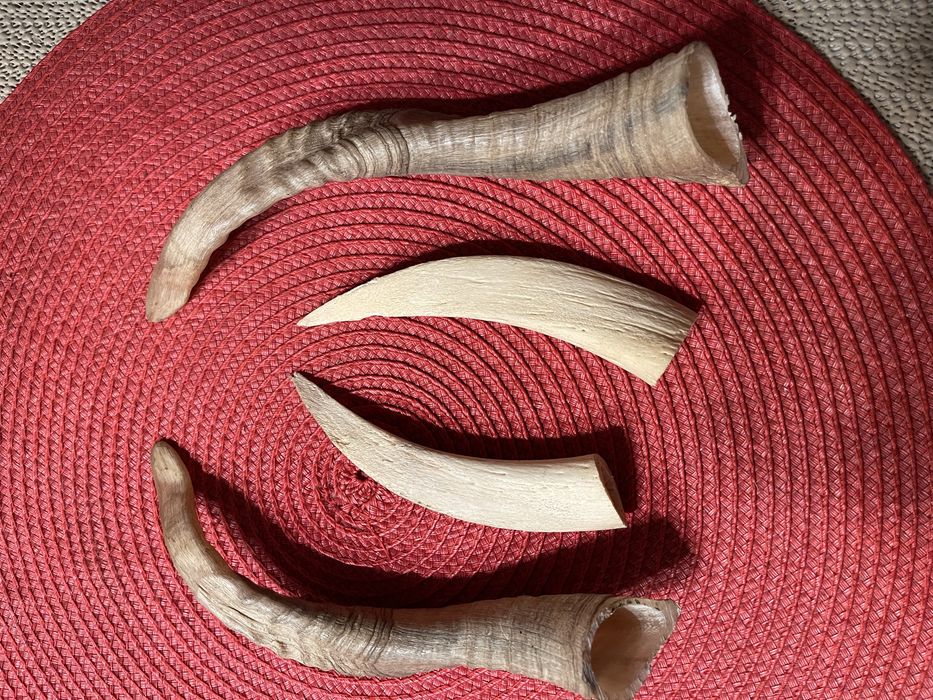 Coarne de berbec set