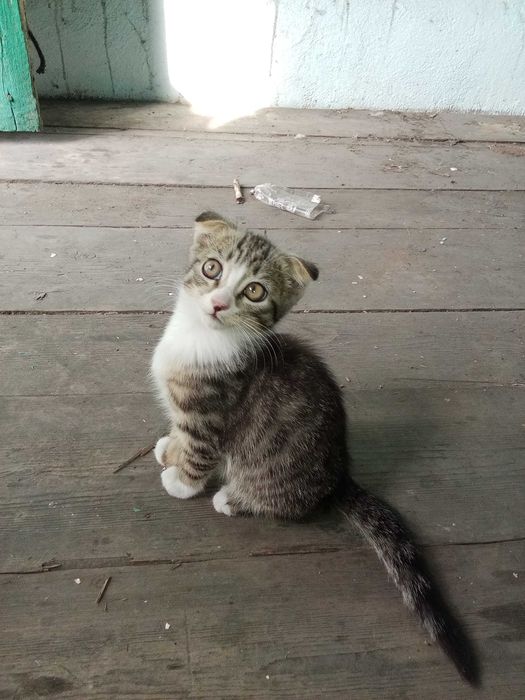 Отдам прекрасных котят