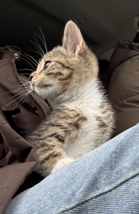 Отдам кошечку 2 месяца