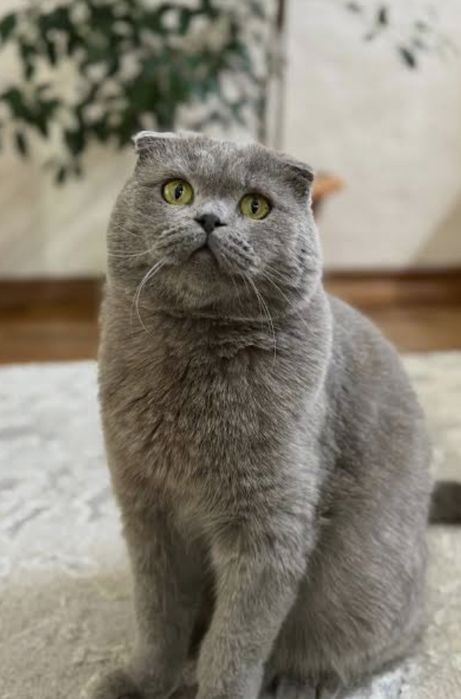 Шотландский вислоухий кот, 1,5 года