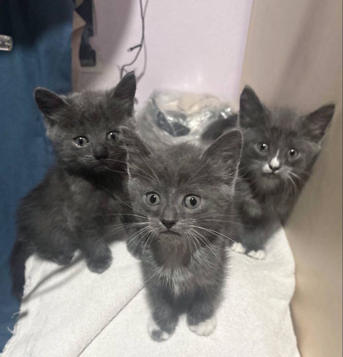 Отдам котят бесплатно