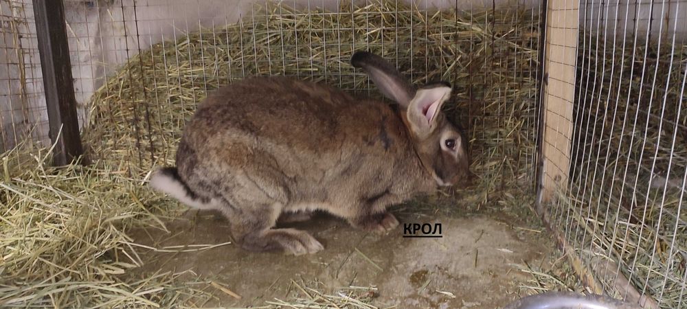 Продаются крольчата крупных пород Ризен и Бургундский