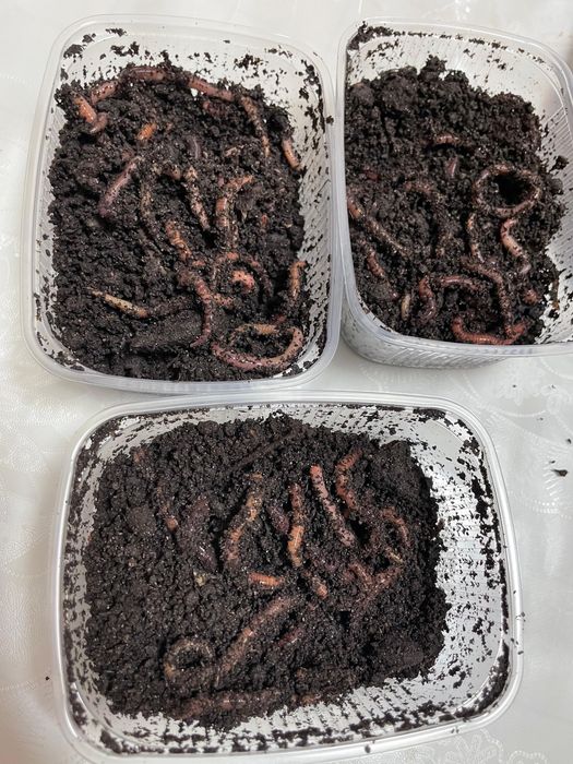 Черви Домбрабена-Старатель!