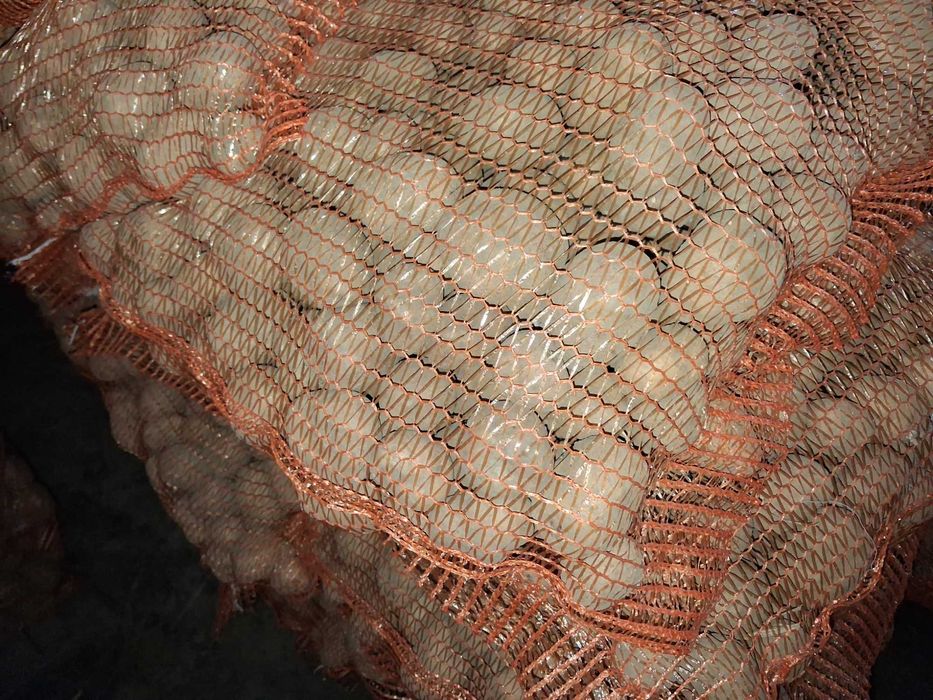 vand cartof samanta alb Jelly,rosu Bellarosa si Red fantazy