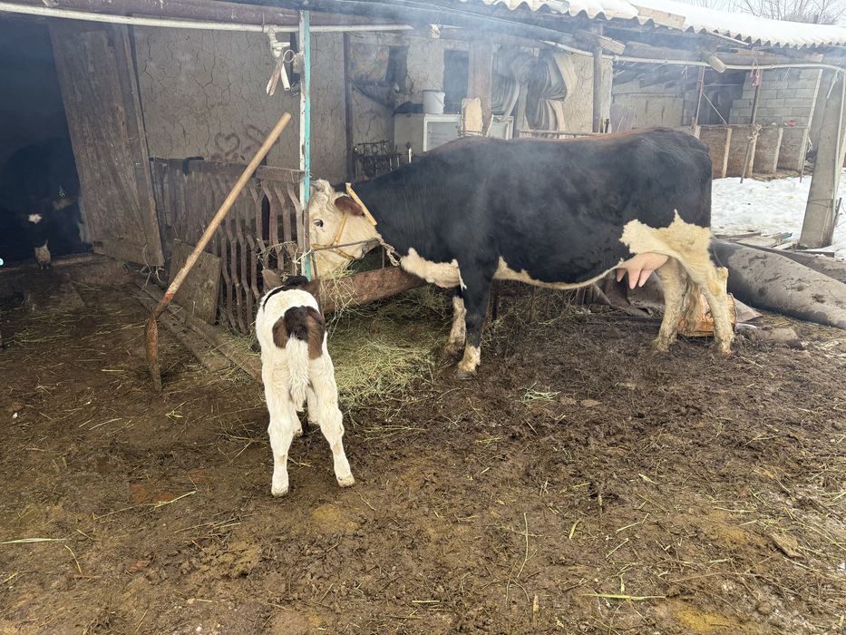 Бұзаулы сиыр корова с теленком