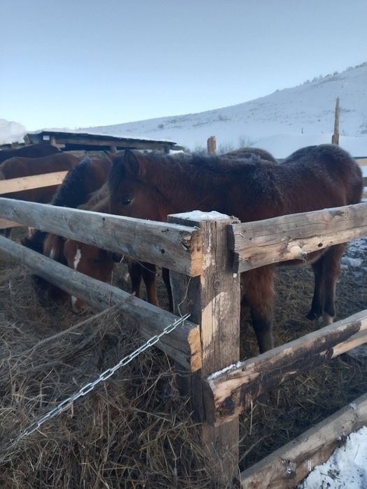 Продам жеребят кабыл