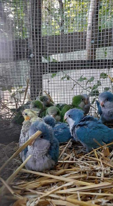 Продавам ръчно хранени монаси