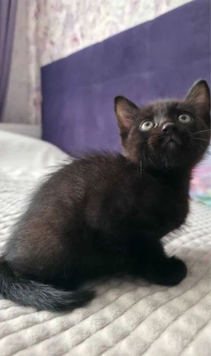 Отдам котенка в добрые ручки