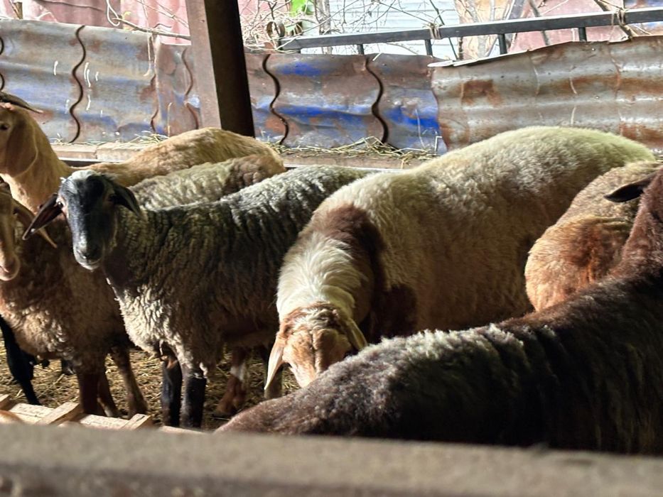 Қой сатылады/ кой/бапаны