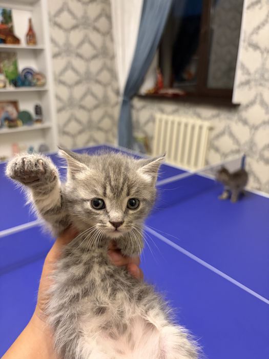 Шотландские котята