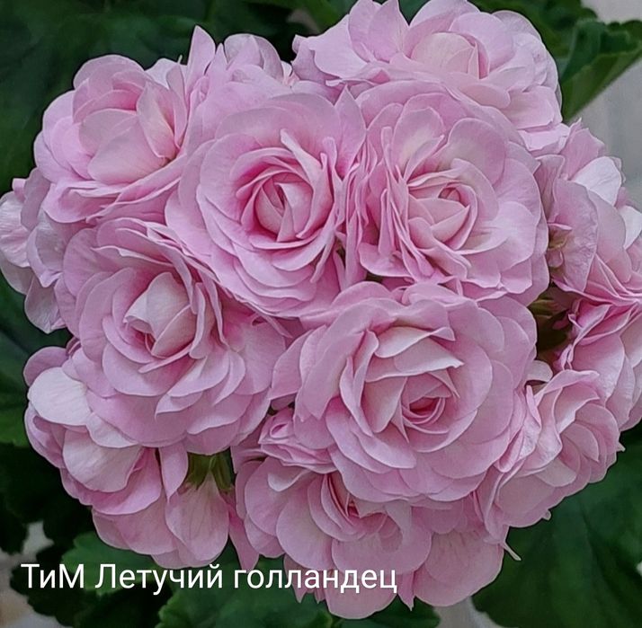 Пеларгонии укорененные