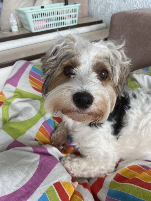 Гостиница для животных