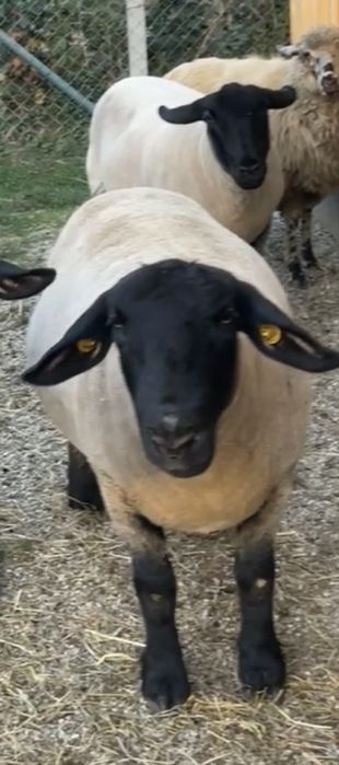 oi suffolk de vanzare