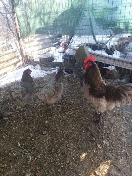 Pui de o zi și ouă de incubat