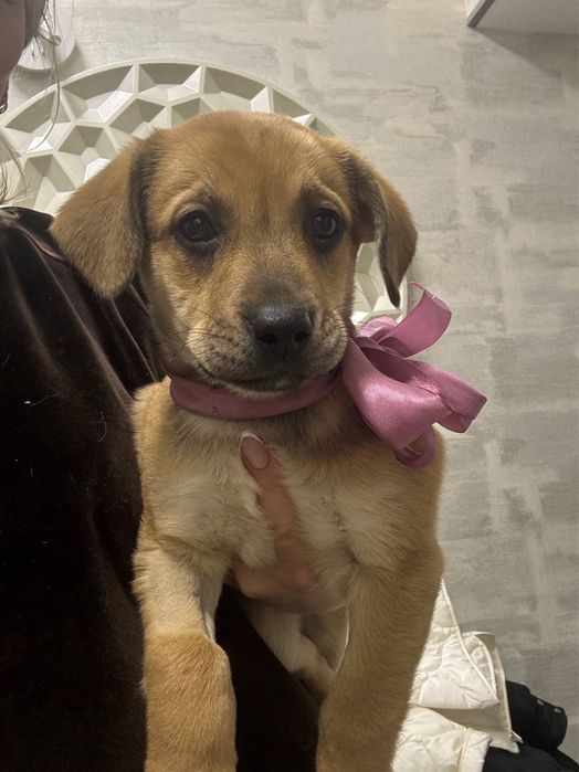 Щенок в добрые руки только в Ташкент