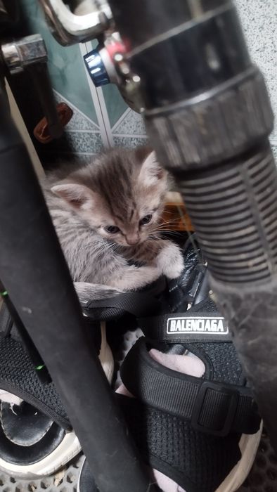 Одам котят в добрый руки