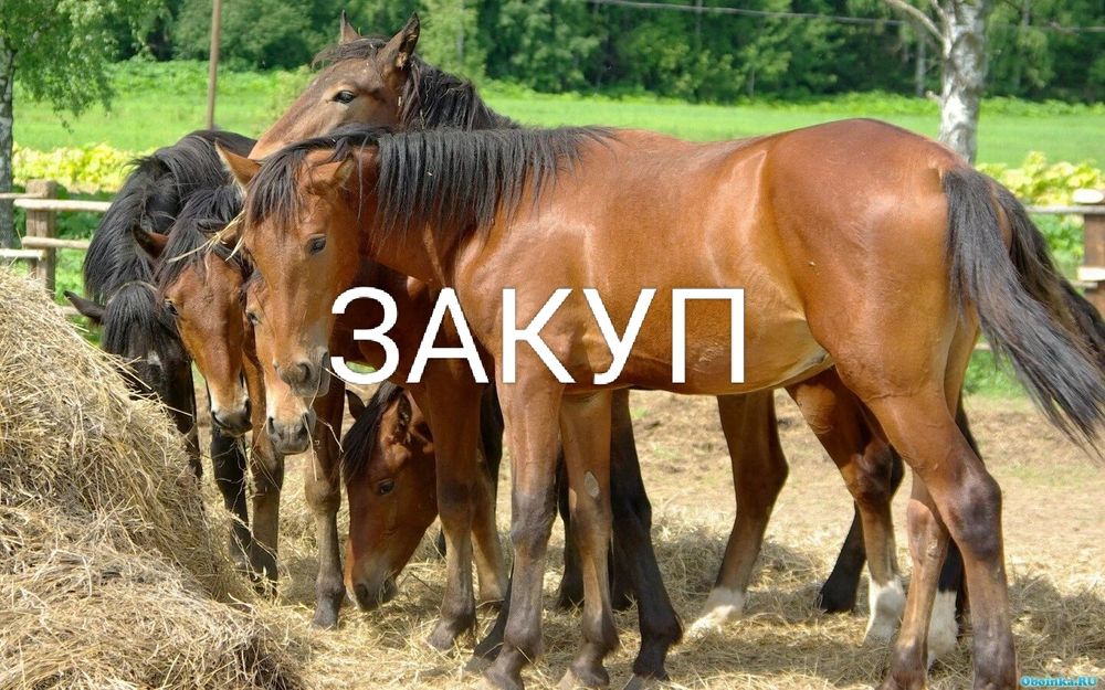 Лошади, жеребята с откорма