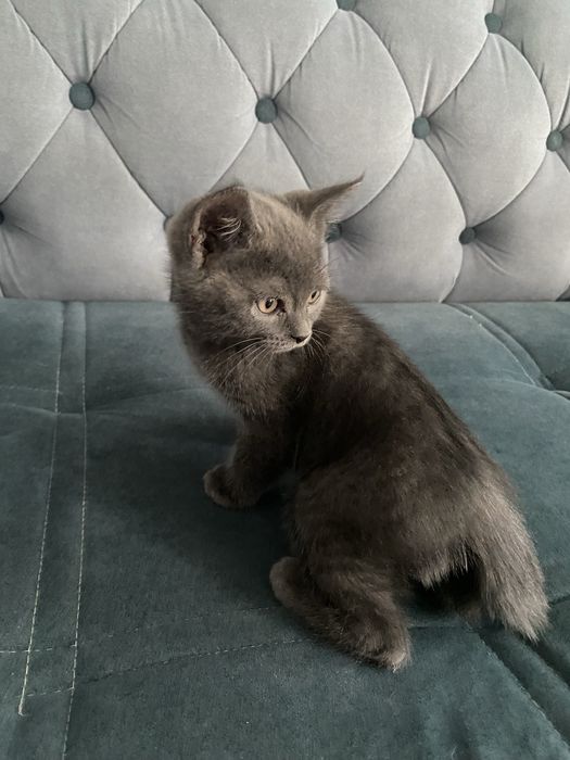 Ищем дом для котёнка