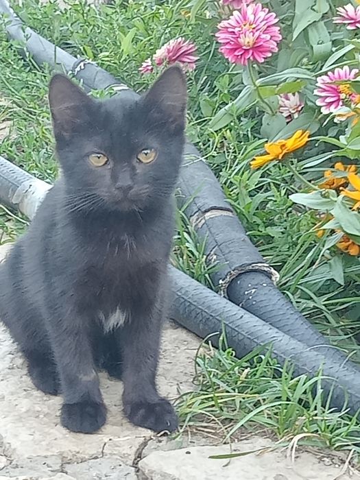 Отдам милых котят