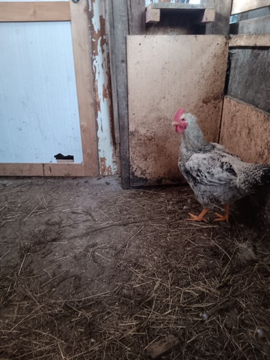 Cocosi Monaco Agroland