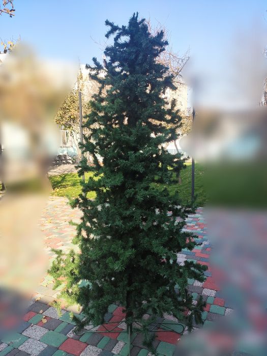 Искусственная елка. Высота 2.5 метра. Не ёршик