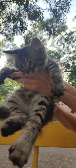 Котята в хорошие руки