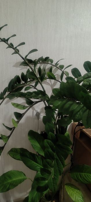 Продам долларовое дерево