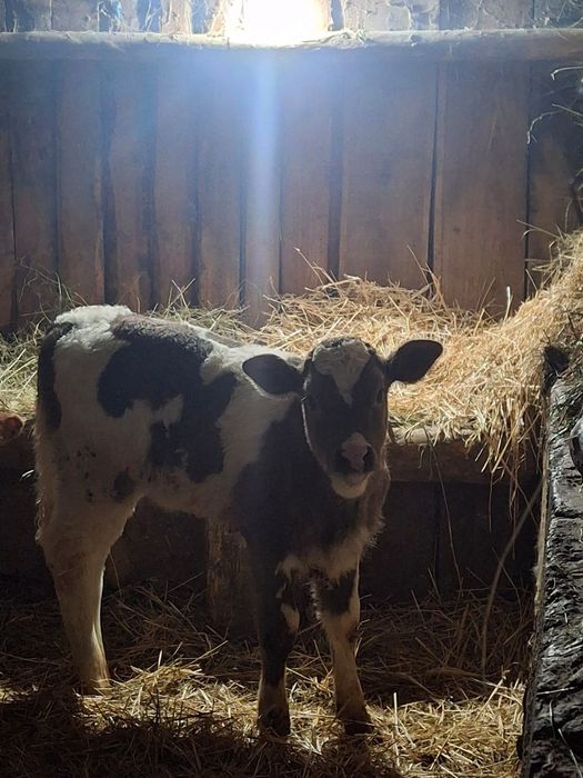 Vând vitea înțărcată