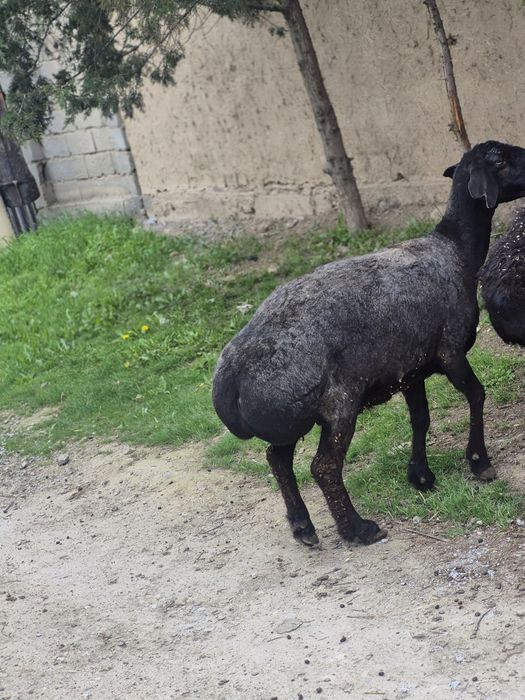 Куй 3 дона  совликлар