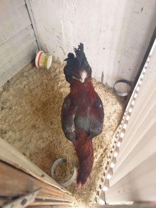 Бойцовские птицы