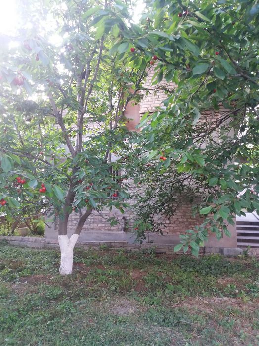 Dacha Sotiladi 8 sotx Kadaster xujatlar bor