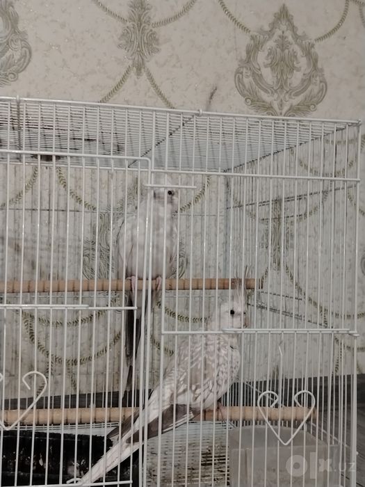 Продаются белые попугаи