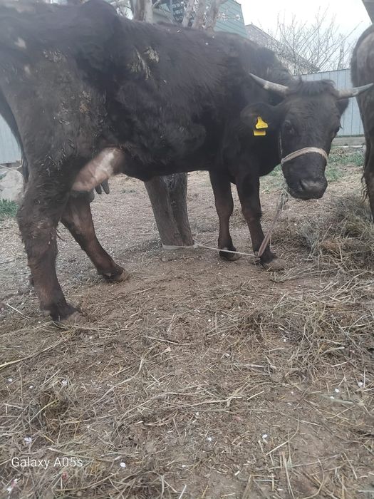 Бұзаулы сиырлар сатылады