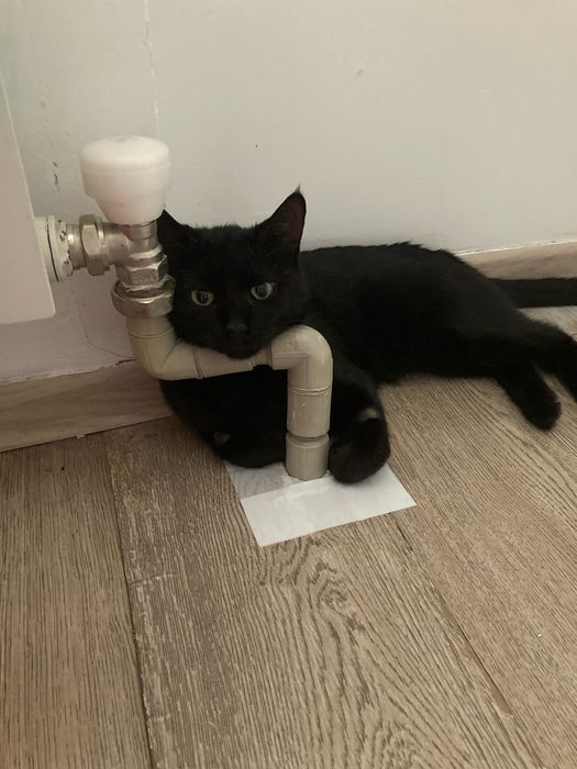 Чудесный котик ищет дом