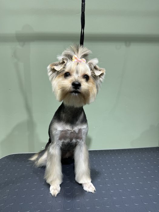 Груминг салон бурундай