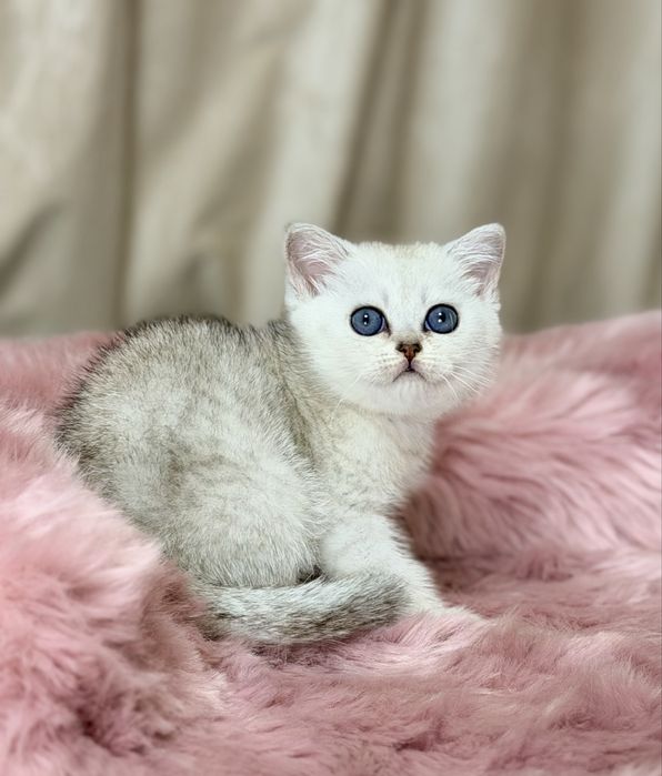 Котята с документами