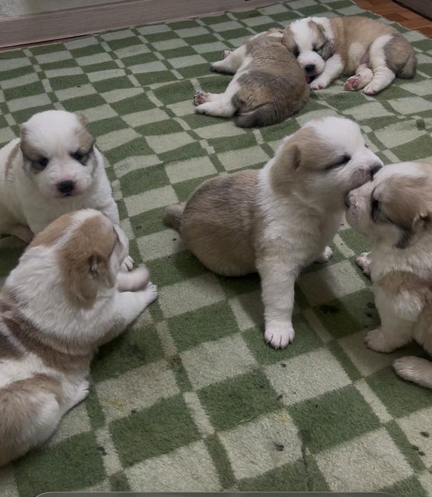 Продам щенков АЛАБАЯ