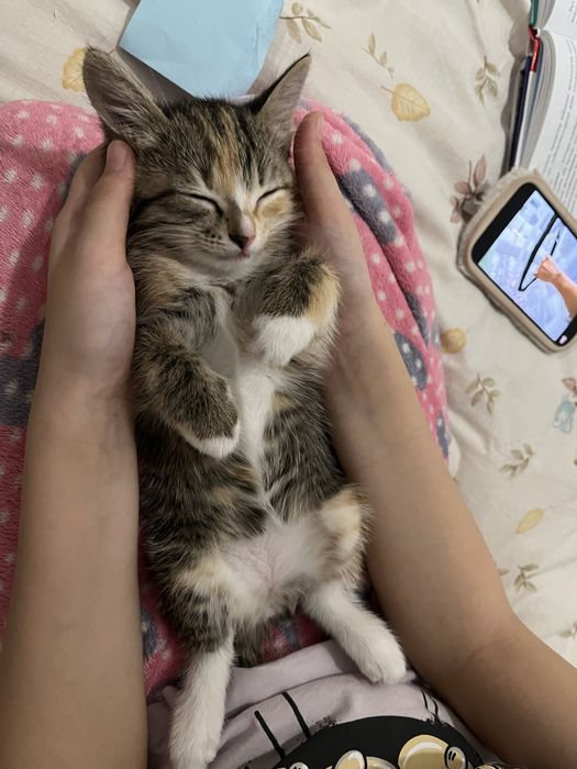 Мысық 2,5 айлық.