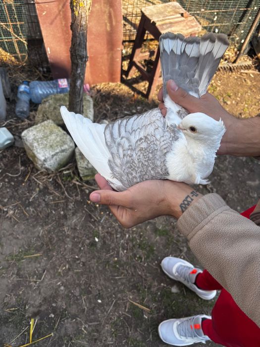 Porumbei de ornament