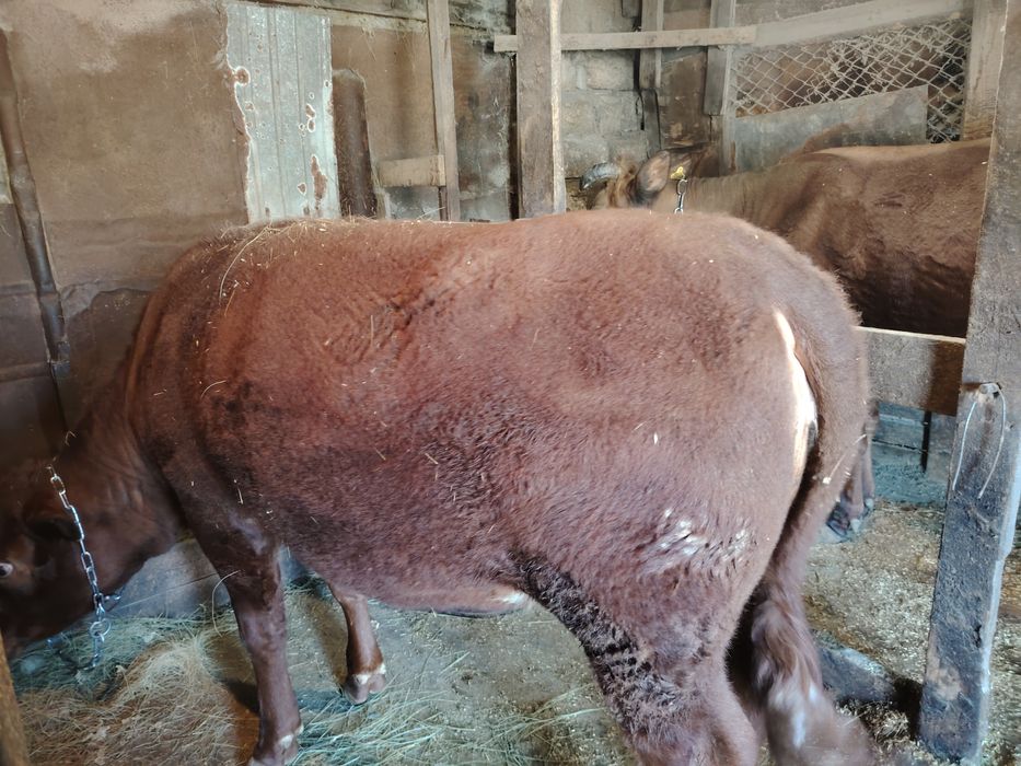 Продам годовалую тёлочку