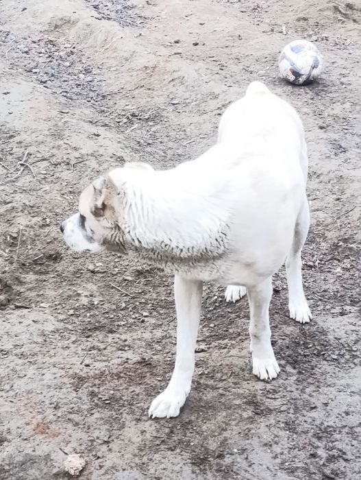 Собака Алабай Туркмения