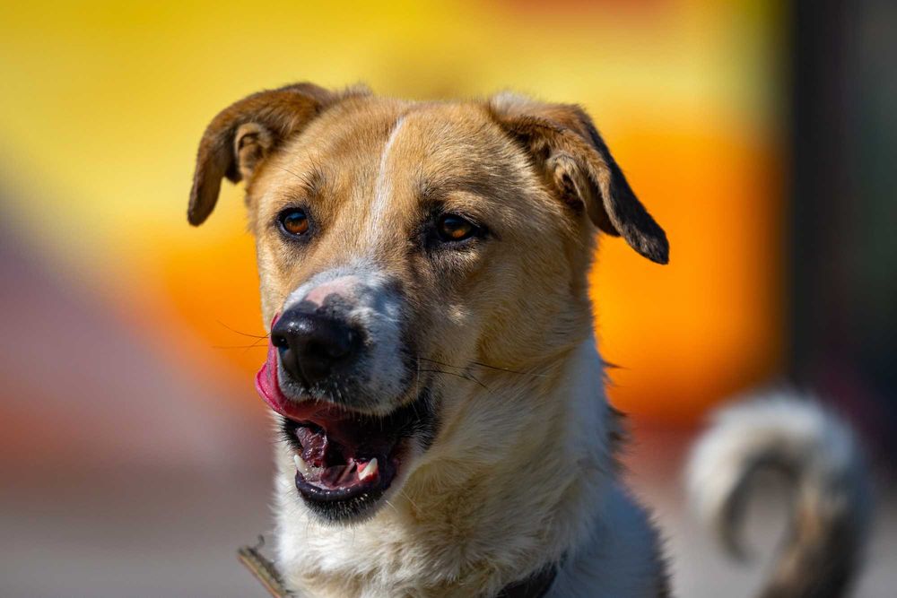 Собака (4 года) в добрые руки