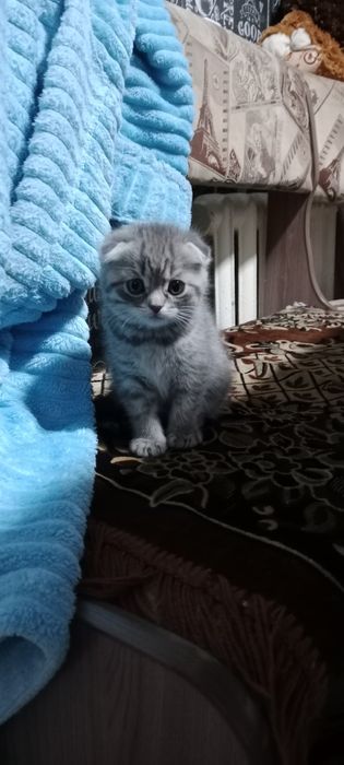 Проданы! Проданы!