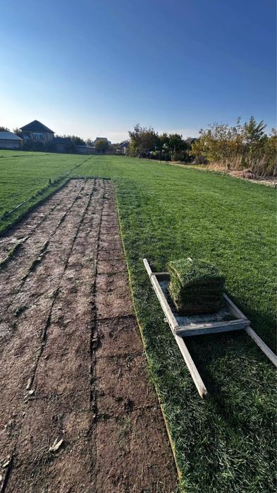 Газон дайын жерге тоселетын