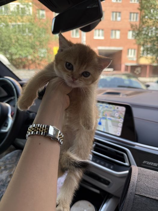 Британский котенок
