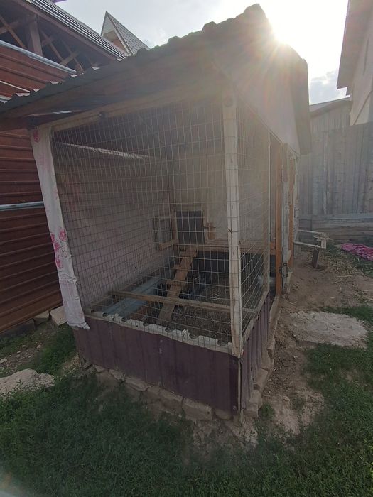 продам куриц с курятником