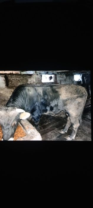 Бычок алатауский