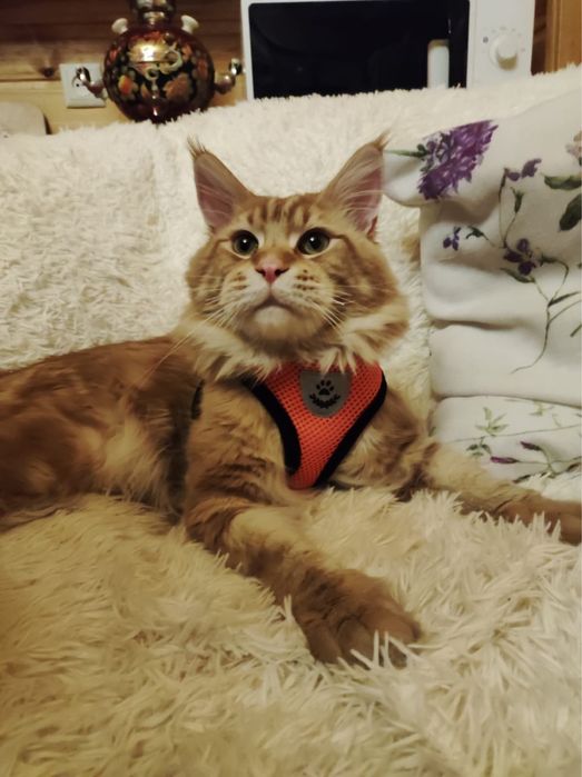 Девочка вислоухий Мэйн Кун